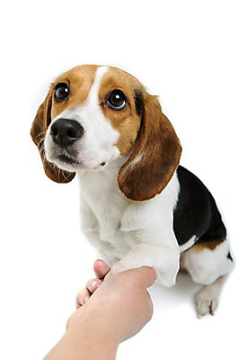 포토 JPG 스튜디오촬영 동물 척추동물 한마리 손 반려견 포유류 실내 한명 누끼 앉기 앞모습 신체부위 반려동물 귀여움 손잡기 개 강아지 비글 반려 국내포토 1 뷰포인트 컨셉 모션 사람 내부 파일형식