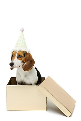 포토 JPG 스튜디오촬영 동물 척추동물 모자 한마리 반려견 포유류 실내 누끼 앉기 사람없음 앞모습 반려동물 상자 파티 귀여움 개 강아지 비글 반려 국내포토 1 잡화 뷰포인트 컨셉 모션 이벤트 내부 파일형식