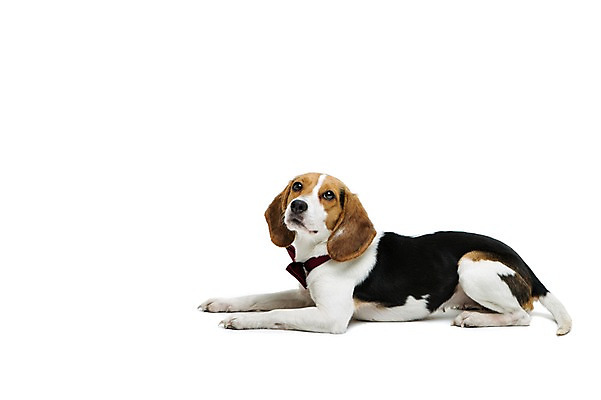 포토 JPG 스튜디오촬영 동물 척추동물 한마리 응시 반려견 엎드리기 포유류 나비넥타이 실내 누끼 사람없음 옆모습 반려동물 귀여움 개 강아지 비글 반려 국내포토 1 시선 뷰포인트 컨셉 모션 넥타이 내부 파일형식