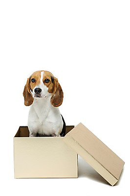 포토 JPG 스튜디오촬영 동물 척추동물 한마리 반려견 포유류 실내 누끼 앉기 사람없음 앞모습 반려동물 상자 귀여움 개 강아지 비글 반려 국내포토 1 뷰포인트 컨셉 모션 내부 파일형식