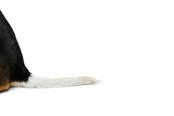 포토 JPG 스튜디오촬영 동물 척추동물 한마리 반려견 포유류 실내 누끼 사람없음 옆모습 반려동물 귀여움 개 강아지 꼬리 비글 반려 국내포토 1 뷰포인트 컨셉 내부 파일형식