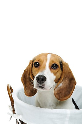 포토 JPG 스튜디오촬영 동물 척추동물 한마리 반려견 포유류 실내 누끼 사람없음 앞모습 반려동물 바구니 귀여움 개 강아지 비글 반려 국내포토 1 뷰포인트 컨셉 내부 파일형식