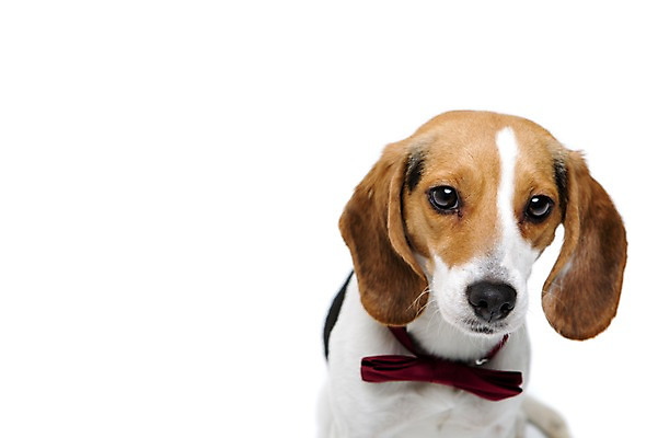 포토 JPG 스튜디오촬영 동물 척추동물 한마리 반려견 포유류 나비넥타이 실내 누끼 사람없음 앞모습 반려동물 귀여움 개 강아지 비글 반려 국내포토 1 뷰포인트 컨셉 넥타이 내부 파일형식