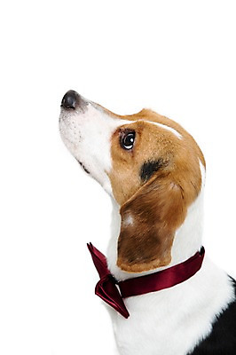 포토 JPG 스튜디오촬영 동물 척추동물 한마리 응시 반려견 포유류 나비넥타이 실내 누끼 사람없음 옆모습 반려동물 귀여움 올려보기 개 강아지 비글 반려 국내포토 1 시선 뷰포인트 컨셉 모션 넥타이 내부 파일형식