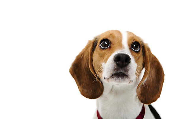 포토 JPG 스튜디오촬영 동물 척추동물 한마리 응시 반려견 포유류 실내 누끼 사람없음 앞모습 반려동물 귀여움 개 강아지 비글 반려 국내포토 1 시선 뷰포인트 컨셉 내부 파일형식