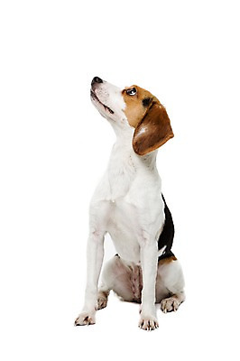 포토 JPG 스튜디오촬영 동물 척추동물 한마리 응시 반려견 포유류 실내 누끼 앉기 사람없음 반려동물 귀여움 올려보기 개 강아지 비글 반려 국내포토 1 시선 컨셉 모션 내부 파일형식