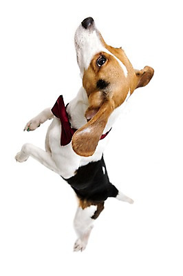 포토 JPG 스튜디오촬영 동물 척추동물 한마리 반려견 포유류 나비넥타이 실내 서기 누끼 사람없음 옆모습 반려동물 귀여움 올려보기 개 강아지 비글 반려 국내포토 1 뷰포인트 컨셉 모션 넥타이 내부 파일형식