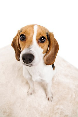 포토 JPG 스튜디오촬영 동물 척추동물 한마리 반려견 포유류 실내 누끼 앉기 사람없음 앞모습 반려동물 귀여움 카펫 매트 개 강아지 비글 반려 국내포토 1 뷰포인트 컨셉 모션 내부 파일형식