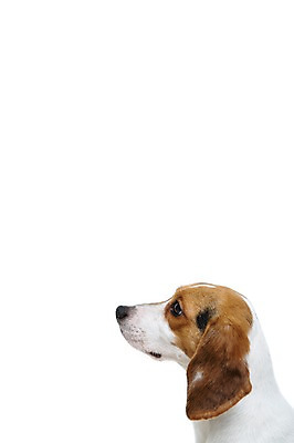 포토 JPG 스튜디오촬영 동물 척추동물 한마리 응시 반려견 포유류 실내 누끼 사람없음 옆모습 반려동물 귀여움 개 강아지 비글 반려 국내포토 1 시선 뷰포인트 컨셉 내부 파일형식