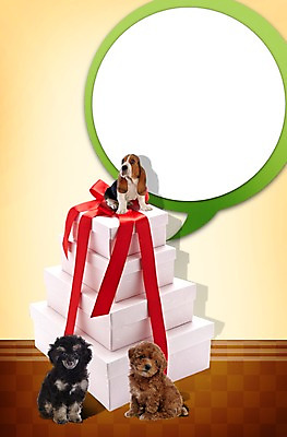 PSD 동물 편집 편집이미지 척추동물 육지동물 리본 반려견 엎드리기 말풍선 포장 포유류 프레임 선물포장 세마리 선물 앉기 사람없음 선물상자 반려동물 상자 쌓기 귀여움 원형 개 강아지 보호 푸들 바셋하운드 동물보호 반려 이미지편집 도형 컨셉 모션 3 사회이슈 하운드 파일형식