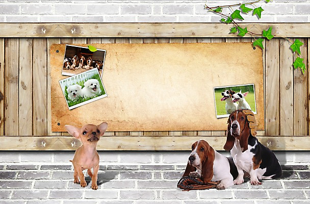 PSD 동물 편집 편집이미지 척추동물 육지동물 반려견 엎드리기 벽 잎 여러마리 포유류 나뭇잎 바닥 프레임 알림판 앉기 사람없음 반려동물 귀여움 팻말 야구글러브 말티즈 개 강아지 보호 바셋하운드 아이비 동물보호 불테리어 치와와 잭러셀테리어 기념사진 반려 이미지편집 식물 다수 컨셉 모션 글러브 테리어 사회이슈 하운드 파일형식