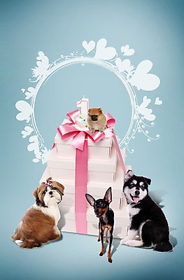 PSD 동물 템플릿 편집 편집이미지 척추동물 육지동물 리본 반려견 엎드리기 여러마리 포유류 포토일러 프레임 선물 앉기 사람없음 선물상자 반려동물 귀여움 하트 원형 강아지 시츄 보호 알래스칸말라뮤트 동물보호 미니어처핀셔 반려 포메라니안 이미지편집 모양 도형 다수 컨셉 모션 상자 개 사회이슈 파일형식 핀셔