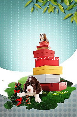 PSD 동물 편집 편집이미지 척추동물 육지동물 반려견 엎드리기 잎 두마리 포유류 나뭇잎 선물 앉기 잔디 초원 사람없음 선물상자 반려동물 상자 크리스마스트리 쌓기 귀여움 개 강아지 시츄 보호 동물보호 반려 스프링거스파니엘 이미지편집 식물 컨셉 크리스마스 2 모션 스패니얼 사회이슈 파일형식