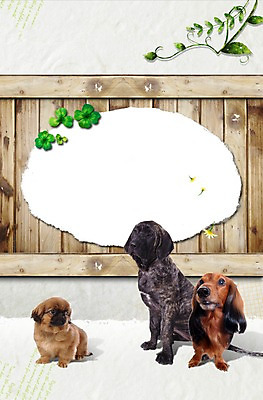 PSD 동물 편집 편집이미지 척추동물 육지동물 반려견 종이 엎드리기 포유류 포토일러 프레임 알림판 세마리 앉기 사람없음 반려동물 귀여움 개 강아지 클로버 보호 닥스훈트 페키니즈 동물보호 브라질리안가드도그 맹견 반려 이미지편집 컨셉 모션 3 사회이슈 파일형식