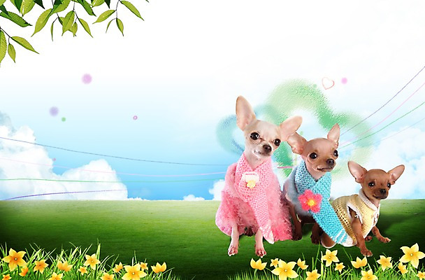 PSD 동물 구름 편집 편집이미지 척추동물 육지동물 꽃 반려견 엎드리기 잎 포유류 포토일러 하늘 나뭇잎 세마리 앉기 잔디 초원 사람없음 반려동물 귀여움 개 강아지 보호 애견용품 동물보호 치와와 강아지옷 반려 이미지편집 반려용품 자연요소 식물 컨셉 모션 3 사회이슈 오브젝트 파일형식