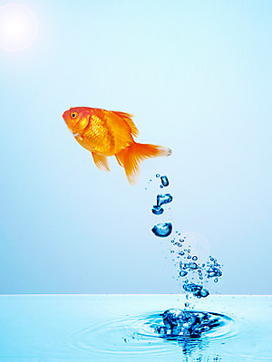 포토 JPG 스튜디오촬영 동물 한마리 물결 백그라운드 표면 실내 관상어 어류 사람없음 빨간색 물 주황색 수중동물 물방울 수면 금붕어 국내포토 자연요소 1 컬러 내부 파일형식