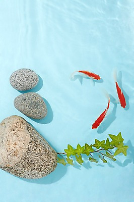 포토 JPG 스튜디오촬영 식물 동물 물결 백그라운드 실내 세마리 관상어 어류 사람없음 빨간색 물 주황색 수중동물 돌_바위 바위 풀 금붕어 국내포토 자연요소 컬러 3 내부 파일형식