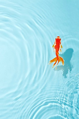 포토 JPG 스튜디오촬영 동물 한마리 물결 백그라운드 실내 관상어 어류 사람없음 빨간색 물 주황색 수중동물 금붕어 국내포토 자연요소 1 컬러 내부 파일형식