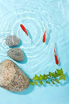 포토 JPG 스튜디오촬영 식물 동물 물결 백그라운드 실내 세마리 관상어 어류 사람없음 빨간색 물 주황색 수중동물 돌_바위 바위 풀 금붕어 국내포토 자연요소 컬러 3 내부 파일형식