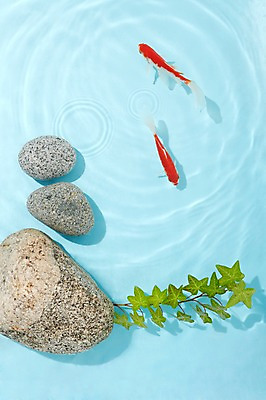 포토 JPG 스튜디오촬영 식물 동물 물결 백그라운드 두마리 실내 관상어 어류 사람없음 빨간색 물 주황색 수중동물 돌_바위 바위 풀 금붕어 국내포토 자연요소 컬러 2 내부 파일형식