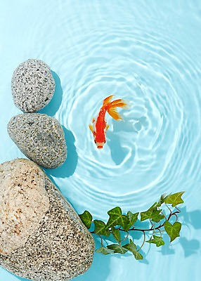 포토 JPG 스튜디오촬영 식물 동물 한마리 물결 백그라운드 실내 관상어 어류 사람없음 빨간색 물 주황색 수중동물 돌_바위 바위 풀 금붕어 국내포토 자연요소 1 컬러 내부 파일형식