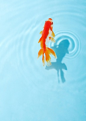 포토 JPG 스튜디오촬영 동물 한마리 물결 백그라운드 실내 관상어 어류 사람없음 빨간색 물 주황색 수중동물 금붕어 국내포토 자연요소 1 컬러 내부 파일형식