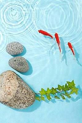 포토 JPG 스튜디오촬영 식물 동물 물결 백그라운드 실내 세마리 관상어 어류 사람없음 빨간색 물 주황색 수중동물 돌_바위 바위 풀 금붕어 국내포토 자연요소 컬러 3 내부 파일형식