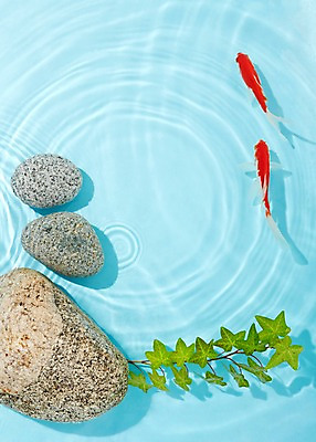 포토 JPG 스튜디오촬영 식물 동물 물결 백그라운드 두마리 실내 관상어 어류 사람없음 빨간색 물 주황색 수중동물 돌_바위 바위 풀 금붕어 국내포토 자연요소 컬러 2 내부 파일형식