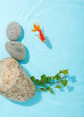 포토 JPG 스튜디오촬영 식물 동물 한마리 물결 백그라운드 실내 관상어 어류 사람없음 빨간색 물 주황색 수중동물 돌_바위 바위 풀 금붕어 국내포토 자연요소 1 컬러 내부 파일형식