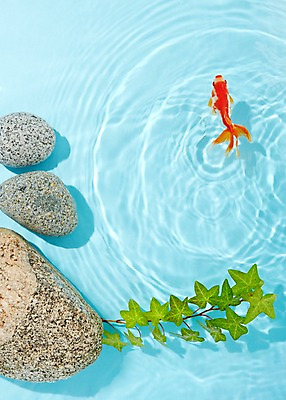 포토 JPG 스튜디오촬영 식물 동물 한마리 물결 백그라운드 실내 관상어 어류 사람없음 빨간색 물 주황색 수중동물 돌_바위 바위 풀 금붕어 국내포토 자연요소 1 컬러 내부 파일형식