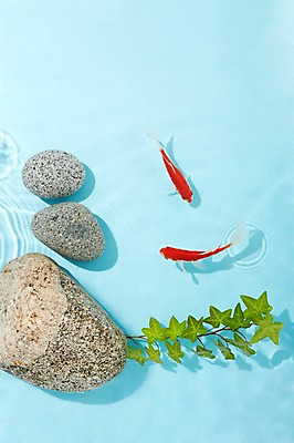 포토 JPG 스튜디오촬영 식물 동물 물결 백그라운드 두마리 실내 관상어 어류 사람없음 빨간색 물 주황색 수중동물 돌_바위 바위 풀 금붕어 국내포토 자연요소 컬러 2 내부 파일형식