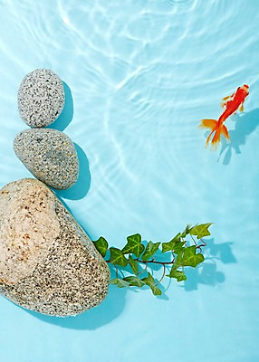 포토 JPG 스튜디오촬영 식물 동물 한마리 물결 백그라운드 실내 관상어 어류 사람없음 빨간색 물 주황색 수중동물 돌_바위 바위 풀 금붕어 국내포토 자연요소 1 컬러 내부 파일형식