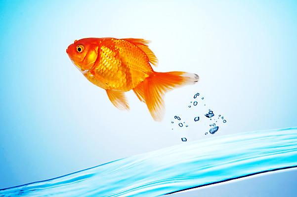 포토 JPG 스튜디오촬영 동물 한마리 백그라운드 실내 관상어 어류 사람없음 빨간색 물 주황색 수중동물 물방울 수면 금붕어 국내포토 자연요소 1 컬러 내부 파일형식