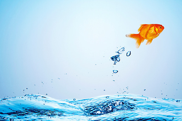 포토 JPG 스튜디오촬영 동물 한마리 물결 백그라운드 실내 관상어 어류 사람없음 빨간색 물 주황색 수중동물 물방울 수면 금붕어 국내포토 자연요소 1 컬러 내부 파일형식