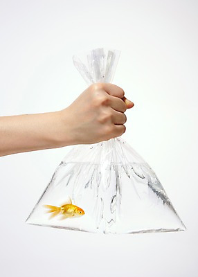 포토 JPG 스튜디오촬영 동물 한마리 손 백그라운드 봉투 한손 실내 관상어 어류 한명 신체부위 빨간색 물 주황색 수중동물 잡기 금붕어 비닐 국내포토 자연요소 1 컬러 모션 재질 사람 내부 파일형식