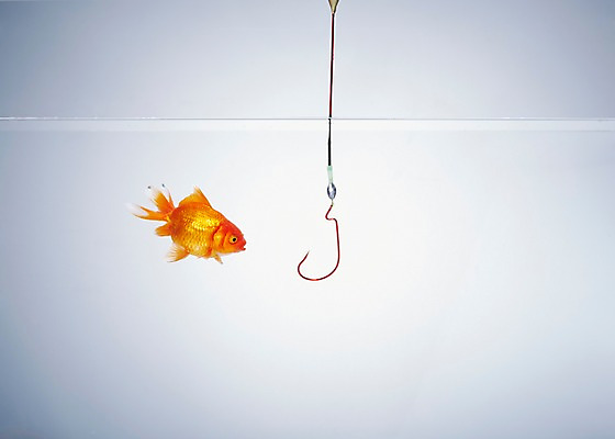 포토 JPG 스튜디오촬영 동물 한마리 백그라운드 낚시 실내 관상어 어류 사람없음 빨간색 물 주황색 수중 수중동물 낚싯바늘 수조 금붕어 수중사진 국내포토 자연요소 1 컬러 레저 내부 낚시용품 파일형식