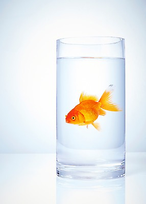 포토 JPG 스튜디오촬영 동물 한마리 백그라운드 잔 실내 관상어 어류 사람없음 컵 빨간색 물 주황색 수중동물 금붕어 국내포토 자연요소 1 식기 컬러 내부 파일형식