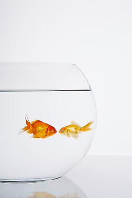 포토 JPG 스튜디오촬영 동물 백그라운드 두마리 실내 관상어 어류 사람없음 빨간색 물 마주보기 주황색 수중동물 어항 금붕어 국내포토 자연요소 컬러 2 모션 내부 파일형식