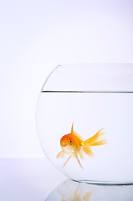 포토 JPG 스튜디오촬영 동물 한마리 백그라운드 실내 관상어 어류 사람없음 빨간색 물 주황색 수중동물 어항 금붕어 국내포토 자연요소 1 컬러 내부 파일형식