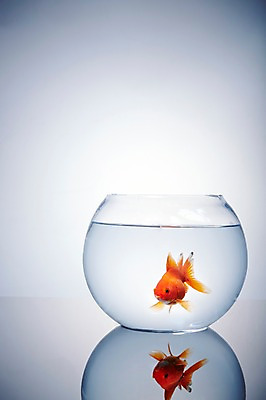 포토 JPG 스튜디오촬영 동물 한마리 백그라운드 실내 그림자 관상어 어류 사람없음 빨간색 물 주황색 수중동물 어항 금붕어 국내포토 자연요소 1 컬러 내부 파일형식