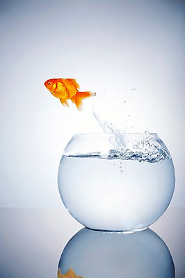포토 JPG 스튜디오촬영 동물 한마리 백그라운드 실내 관상어 어류 사람없음 빨간색 물 주황색 수중동물 물방울 수면 어항 금붕어 국내포토 자연요소 1 컬러 내부 파일형식