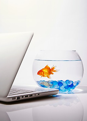 포토 JPG 스튜디오촬영 동물 한마리 백그라운드 실내 관상어 어류 사람없음 빨간색 노트북 컴퓨터 주황색 수중동물 돌_바위 조약돌 어항 금붕어 국내포토 1 컬러 내부 전자제품 파일형식