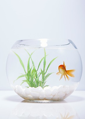 포토 JPG 스튜디오촬영 식물 동물 한마리 백그라운드 실내 관상어 어류 사람없음 빨간색 주황색 수중동물 돌_바위 조약돌 풀 어항 금붕어 국내포토 1 컬러 내부 파일형식