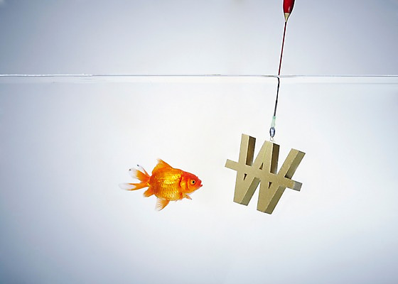 포토 JPG 스튜디오촬영 동물 한마리 기호 백그라운드 낚시 실내 관상어 어류 사람없음 빨간색 물 주황색 수중 수중동물 원화 화폐기호 금붕어 낚시줄 수중사진 국내포토 자연요소 문자 1 컬러 돈 레저 내부 낚시용품 화폐 파일형식