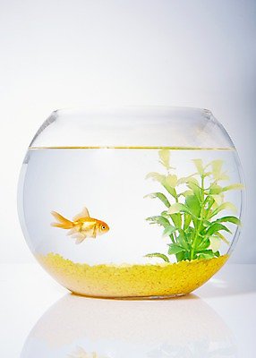 포토 JPG 스튜디오촬영 식물 동물 한마리 백그라운드 실내 관상어 어류 사람없음 빨간색 주황색 수중동물 돌_바위 조약돌 풀 어항 금붕어 국내포토 1 컬러 내부 파일형식