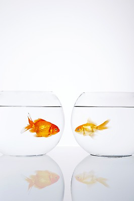 포토 JPG 스튜디오촬영 동물 백그라운드 두마리 실내 그림자 관상어 어류 사람없음 빨간색 물 반사 마주보기 주황색 수중동물 어항 금붕어 국내포토 자연요소 컬러 2 모션 내부 파일형식