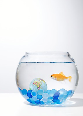 포토 JPG 스튜디오촬영 동물 한마리 백그라운드 실내 관상어 어류 사람없음 빨간색 물 지구본 주황색 수중동물 돌_바위 조약돌 어항 금붕어 국내포토 자연요소 1 컬러 내부 파일형식