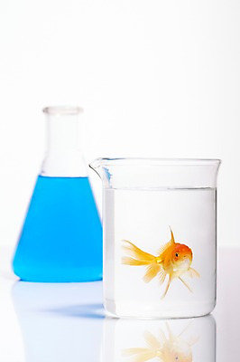 포토 JPG 스튜디오촬영 동물 한마리 백그라운드 실내 관상어 어류 근접촬영 사람없음 아웃포커스 컵 빨간색 물 약 주황색 수중동물 용기 금붕어 비커 국내포토 자연요소 1 그릇 식기 뷰포인트 컬러 의학 촬영기법 실험기구 내부 파일형식