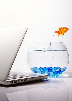 포토 JPG 스튜디오촬영 동물 한마리 백그라운드 실내 관상어 어류 사람없음 빨간색 노트북 컴퓨터 주황색 수중동물 돌_바위 조약돌 물방울 어항 금붕어 국내포토 1 컬러 내부 전자제품 파일형식