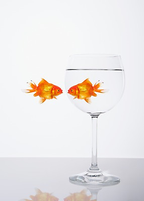 포토 JPG 스튜디오촬영 동물 백그라운드 두마리 잔 실내 관상어 어류 사람없음 컵 빨간색 물 마주보기 주황색 수중동물 어항 금붕어 국내포토 자연요소 식기 컬러 2 모션 내부 파일형식